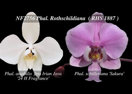 Phal. Rothschildiana  (amabilis  fma Irian Java &#39;24 H Fragrance &#39; x schilleriana &#39; Sakura &#39;) 