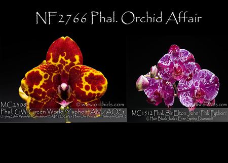 Phal. Orchid Affair  (GW Green World &#39; Yaphon &#39; AM/AOS x Sir Elton John &#39;Pink Python&#39;) 