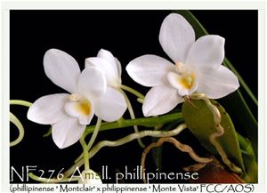 Amesiella  philippinensis  (philippinensis &#39; Montclair&#39; x philippinensis &#39; Monte Vista&#39; FCC/AOS)