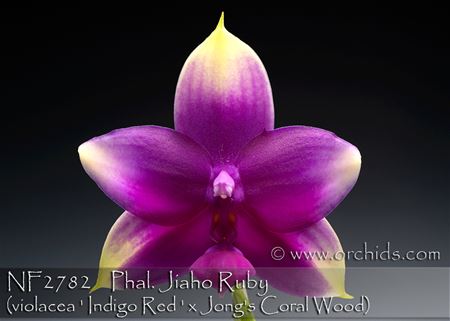 Phal. Jiaho Ruby  (violacea &#39; Indigo Red &#39; x Jong&#39;s Coral Wood) 