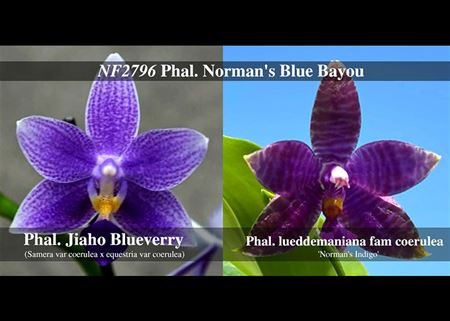 Phal. Norman&#39;s Blue Bayou (Jiaho Blueberry x lueddemaniana fma coerulea &#39; Norman&#39;s Indigo &#39;) 