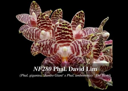 Phal. David Lim  (Phal. gigantea &#39; Jumbo Giant&#39; x Phal. amboinensis &#39; The Best &#39;)