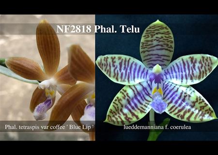 Phal. Telu (tetraspis var coffee &#39; blue lip &#39; x lueddemanniana fma coerulea) 