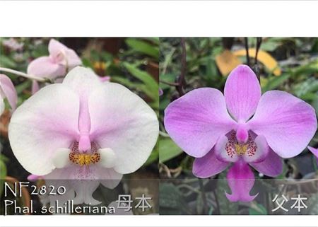 Phal. schilleriana  (&#39;Cotton Candy&#39;  x &#39;Prince&#39;s Sakura&#39; )