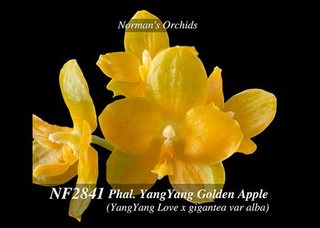 Phal. YangYang Golden Apple (YangYang Love x gigantea var alba )