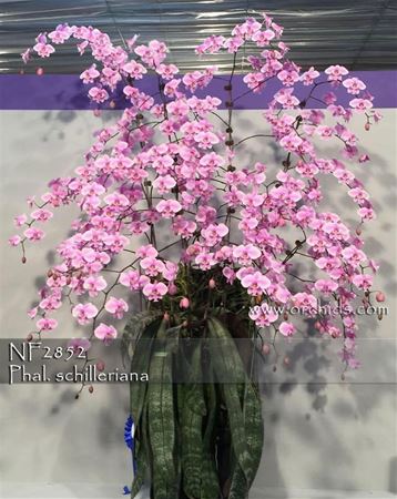 Phal. schilleriana (schilleriana &#39;Sakura King&#39; AM/AOS. CCE/AOS x self)