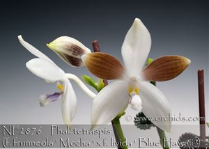 Phal. tetraspis  (f. brunneola  &#39; Mocha &#39; x f. livida &#39; Blue Hawaii &#39;) 