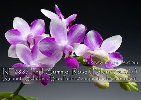 Phal. Summer Rose ( Peloric Strain )  (Kenneth Schubert &#39;Blue Peloric&#39; x equestris fma coerulea)