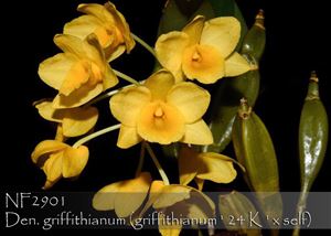 Den. griffithianum (griffithianum &#39; 24 K &#39; x self)