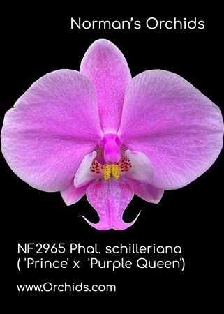 Phal. schilleriana  (&#39;Prince&#39; x &#39;Purple Queen&#39;)