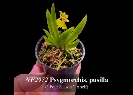 Psygmorchis. pusilla (&quot;Four Seasons&quot;  x self)