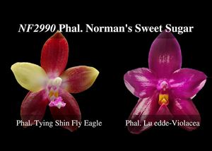 Phal. Norman&#39;s Sweet Sugar  (Ty ing Shin Fly Eagle x Luedde-violacea)