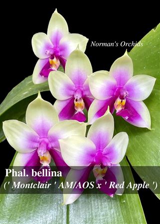 Phal. bellina  (&#39; Montclair &#39; AM/AOS x &#39; Red Apple &#39;)