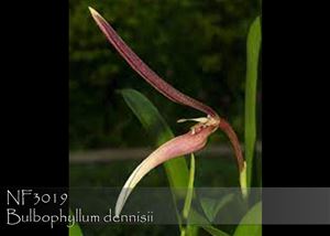 Bulbophyllum dennisii  