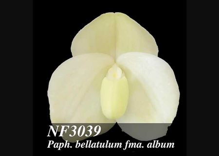 Paph. bellatulum fma. album 