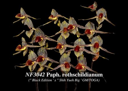 Paph. rothschildianum  (&quot; Black Edition &#39; x &quot; Shih Yueh Big &#39; GM/TOGA)