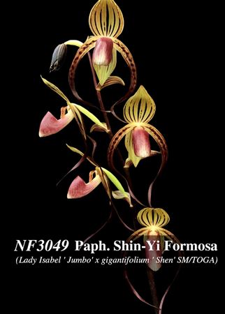 Paph. Shin-Yi Formosa  (Lady Isabel &#39; Jumbo&#39; x gigantifolium &#39; Shen&#39; SM/TOGA)