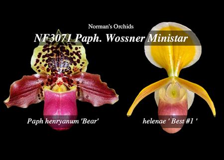 Paph. Wossner Ministar  (henryanum &#39; Bear &#39; x helenae &#39; Best #1 &#39;)