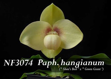 Paph. hangianum  (&#39;Shen&#39;s Best&#39; x &#39;Green Giant&#39;)