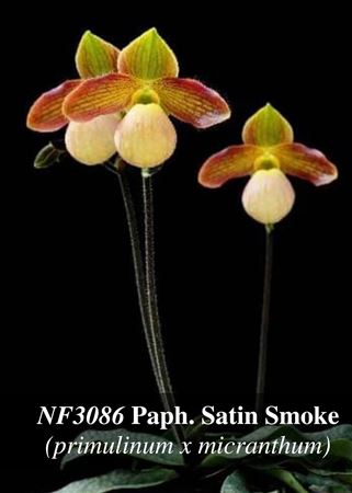 Paph. Satin Smoke  (primulinum x micranthum)