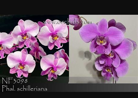 Phal. schilleriana (&#39;Blushing Bride&#39; x &#39;Purple Butterfly&#39;)