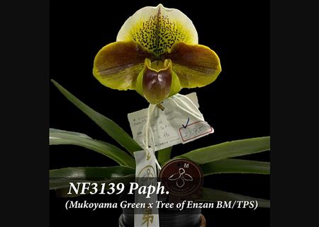 Paph. (Mukoyama Green x Tree of Enzan BM/TPS)