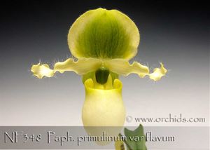 Paph. primulinum var flavum