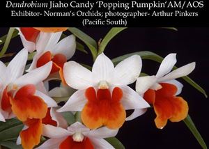 Den. Jiaho Candy &#39;Note: Miniature Denbrobium Hybrids&#39;  (Hsinying Frostymaree &#39;Orange&#39; SM/TOGA x bellatulum &#39; Hot Lip &#39;)