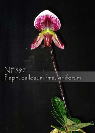 Paph. callosum  (Paph.  callosum var. vinicolor &#39; Daya&#39; x Paph. callosum &#39; Huei&#39; )