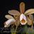 Cattleya forbesii  