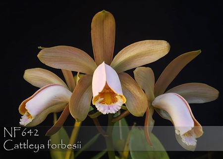 Cattleya forbesii  