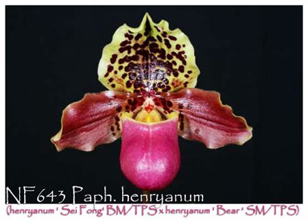 Paph. henryanum  (henryanum &#39; Sei Fong&#39; BM/TPS x henryanum &#39; Bear &#39; SM/TPS)