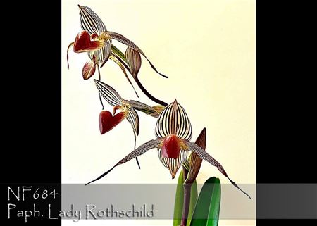 Paph. Lady Rothschild  (rothschildianum &#39;Fly Eagle&#39; AM/AOS x Lady Isabel &#39; Norman&#39; HCC/AOS)