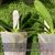 Phalaenopsis  japonica 