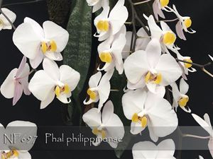 Phal.  philippinense ( philippinense &#39; East Sea&#39; x &quot; Silver Leaves ) 