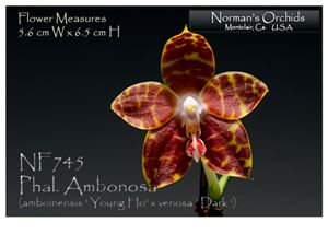 Phal. Ambonosa  (amboinensis &#39; Young Ho&#39; x venosa &#39; Dark &#39;)