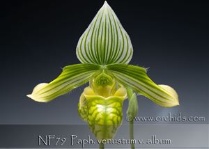 Paph. venustum v. album (&#39;Green Zone&#39; x &#39;Candor Wintergreen&#39; AM/AOS)
