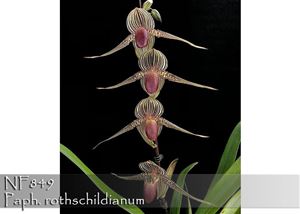 Paph. rothschildianum  (rothschildianum &#39;Gold Star&#39; SM/TOGA x rothschildianum &#39; Rex&#39; FCC/AOS)
