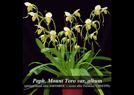 Paph. Mount Toro var. album (philippinense alba AM/OSROC x stonei alba &#39;Formosa&#39; CHM/TPS)
