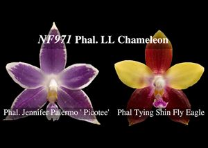 Phal. LL Chameleon  (Jennifer Palermo &#39; Picotee&#39; x Tying Shin Fly Eagle &#39; Orange&#39;)
