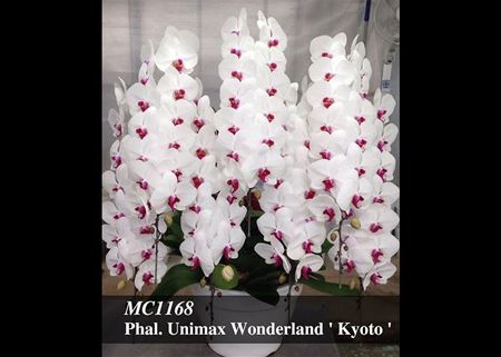 Phal. Unimax Wonderland Kyoto &#39;  (Taisuco Fevor x Unimax Waltz)