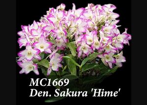 Den. Sakura &#39;Hime&#39;  (Den. Otome x Den. Snowflake)