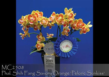 Phal. Shih Fang Savory Orange &#39;Peloric Sunkiss&#39;  (Tying Shin Dorothy x Tzu Chiang Orange)