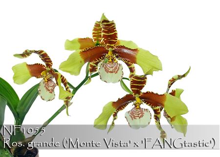Rossioglossum grande (&#39;Monte Vista&#39; x &#39;FANGtastic&#39;)