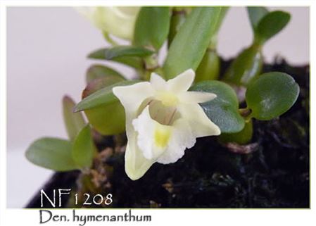 Den. hymenanthum  ( x )