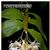 Dendrobium platygastrium  ( x )