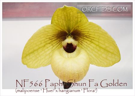 Paph. Shun Fa Golden  (malipoense &#39; Huei&#39; x hangianum &#39; Flora&#39;)