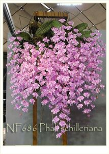 Phal. schilleriana  (Phal. schilleriana &#39; Fragrant Butterfly&#39; x Phal. schilleriana  &#39; Pink Butterfly &#39; AM/AOS)
