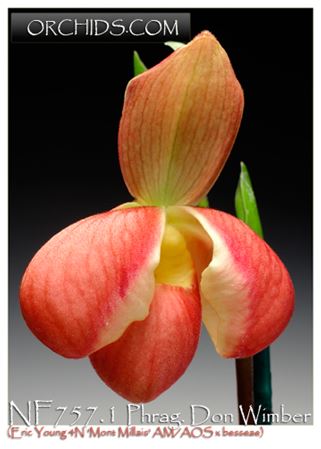 Phrag. Don Wimber  (Eric Young 4N &#39;Mont Millais&#39; AM/AOS x besseae)