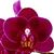 A true  'Sweetheart' for any occasion - ONLINE ORDER ONLY